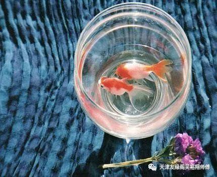 风水鱼去世的原因和预兆