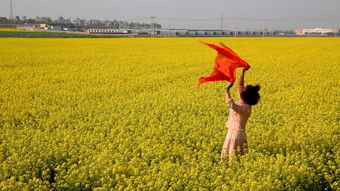黄历说今日宜薅羊毛