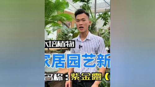 一、 水培植物的选择考量：光照与环境适应性