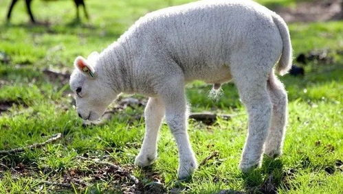 属羊之人，微信名如何好运连连？