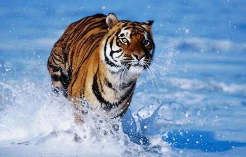 如狼似虎的形容，究竟对应哪个生肖呢？