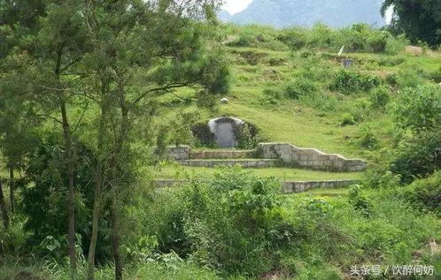 三、坟地树木：祖先庇佑与阴阳调和