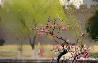 春风细雨对应的生肖是什么？其寓意是什么？