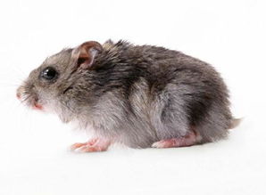 刺猬是哪个生肖？周公解梦原版刺猬梦意味着什么？