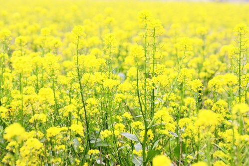 越畔之思对应哪个生肖？这生肖究竟有何忒别之处？