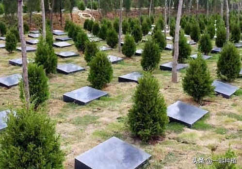 二、  种植时令与前期准备工作的学术考量