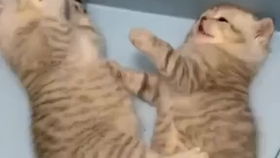 午后的不安