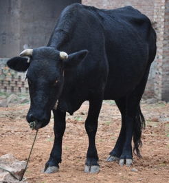 开滴滴的梦见牛要发财？醒醒吧