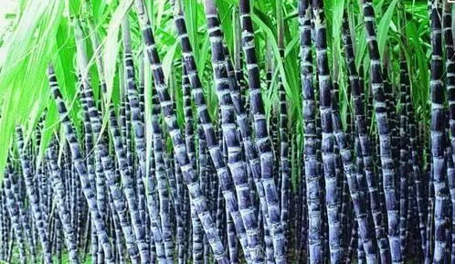 荔枝和甘蔗分别代表哪个生肖年份？