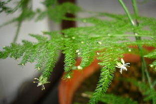 文竹在传统风水学中的象征意义