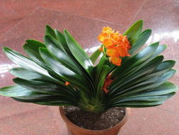 有哪些家庭盆栽是风水上最旺家的，类似于天堂鸟这样的？