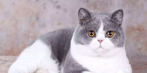 美国短毛猫：体质健壮且易于新手饲养之选