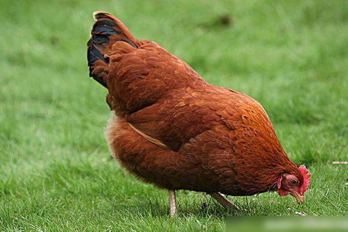 属鸡人12月份财运运势如何，具体表现是什么？