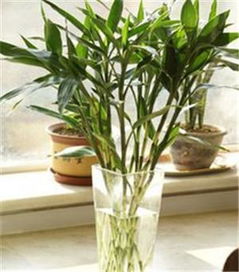 生肖适合养什么植物？绿植客厅大摆件指的是什么？