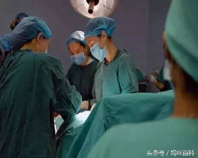 阴阳交替与十二生肖循环