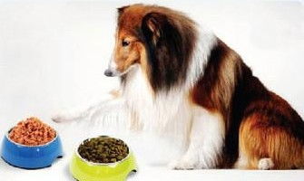 二、 案例分析：风水布局在改善犬类排泄习惯中的作用