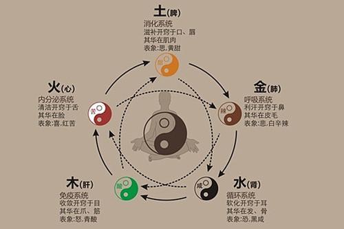 肺属金：肃降清新的呼吸
