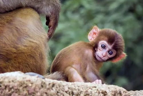 1980年属猴女性在2026年全年运势如何？