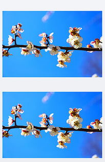 桃花作为吉祥物及其材质选择