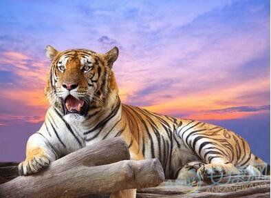 1986年属虎的人今年运势如何，会有哪些变化和机遇？