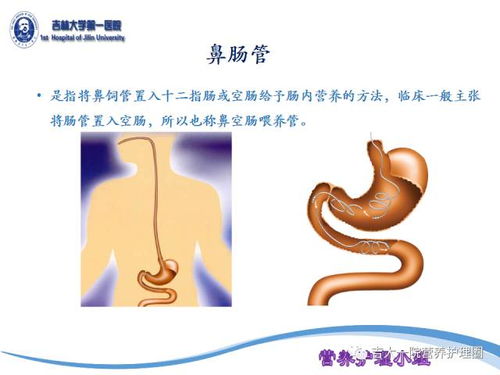 四、 生肖面相学视角下之辅助判断