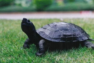 养鹦鹉在风水上有哪些禁忌需要注意呢？