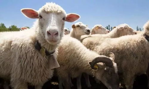 羊（未）之温顺与宽厚