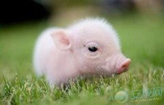 2026年属猪火命宝宝取名，有没有什么既符合五行又好听的字推荐呢？