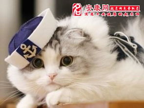 梦见被猫咬出血是什么意思？周公解梦有何解释？