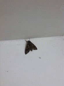 宿舍里飞进飞蛾，家里突然有飞蛾进屋，这究竟是什么吉凶预兆？