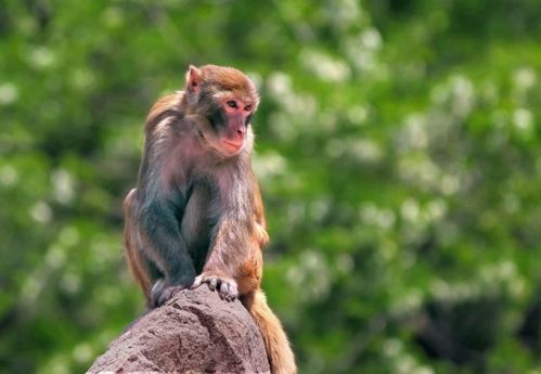 2026年属猴运势和财运具体详细分析是怎样的？