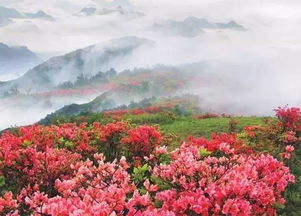 杜鹃花的芬芳体验：这是一场嗅觉灾难的开始啊朋友们!