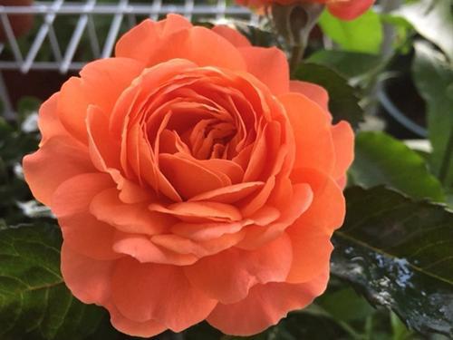 属羊男养什么颜色的玫瑰花最旺？属羊人一生最旺的花是什么？