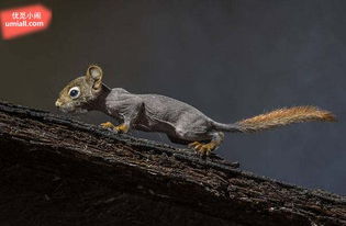 芦花飘扬预示着什么生肖，嫩猜出是哪一种生肖吗？