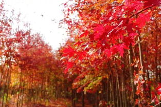 一说到赏枫叶大家脑子里第一个蹦出来的肯定是香山吧？