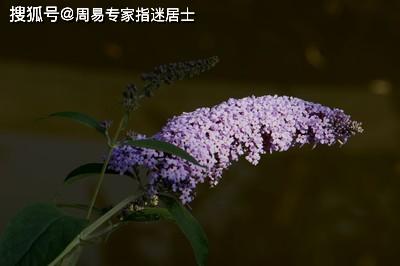 ：手相螺纹作为命运指示符之学术阐释