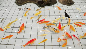 鱼数量与五行数理的对应关系