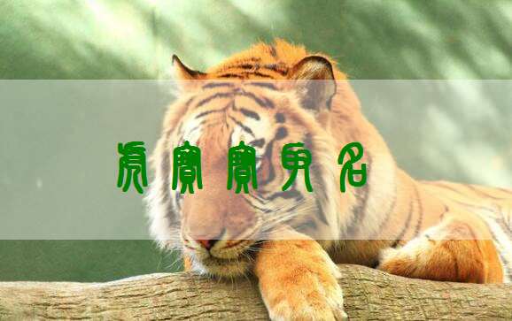 属虎宝宝起名推荐
