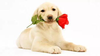 狗屁不通的起名玄学