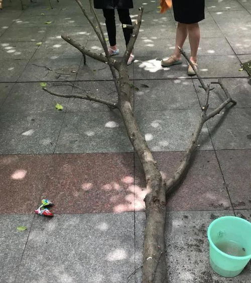 砍树只留根对住宅风水有影响吗？