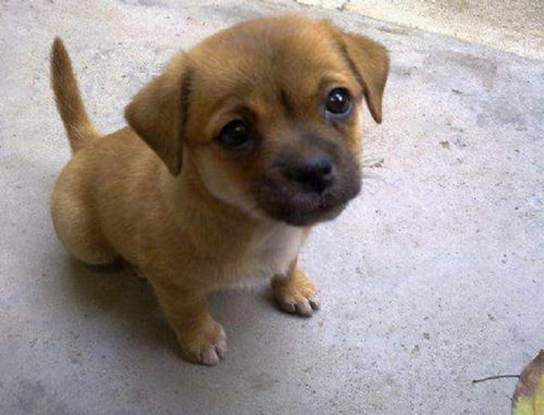 梦见一只凶狠的狼狗要攻击我，这究竟预示着什么不祥的征兆呢？