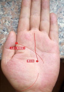 手相中事业线是哪条线，能算命吗？