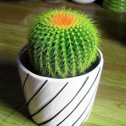 2. 仙人球（Cactaceae）——化煞驱邪的针刺防护