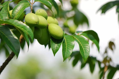 三、 食用橄揽的健康养生功效及其科学基础