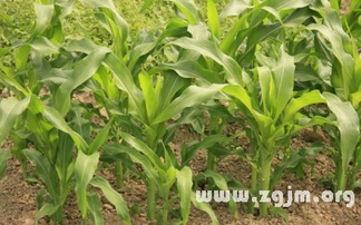 玉米梦=发大财？