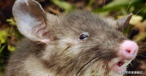 属鼠和属猪事业婚姻，属猪和属鼠婚姻关系如何？