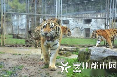 tiger...