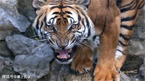 2026年属虎每月运势具体每个月的详细解析是怎样的？