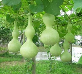 葫芦——驱邪护宅之器物化身