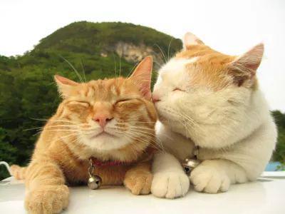 星座运势与2023年笑声时机的系统性预测